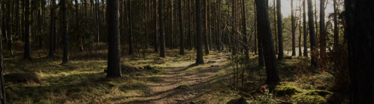 forêts